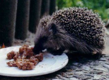 Igel, mit Katzenfutter angelockt