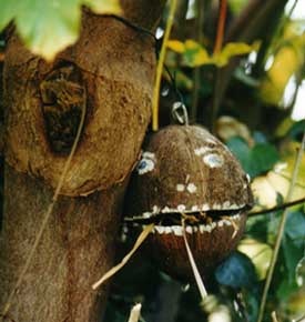 Ohrwurm-Unterschlupf: Kokosnusskopf