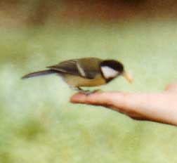 Kohlmeisenfütterung